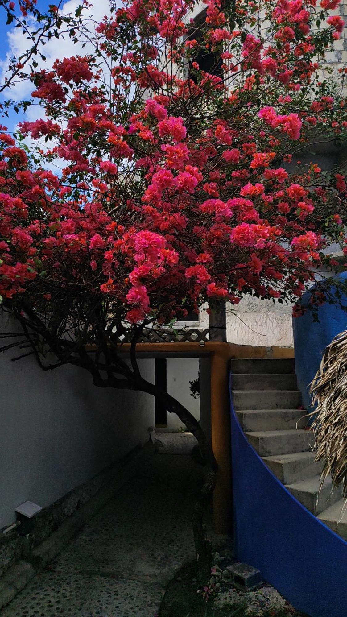 קוזומל Amaranto Bed And Breakfast מראה חיצוני תמונה